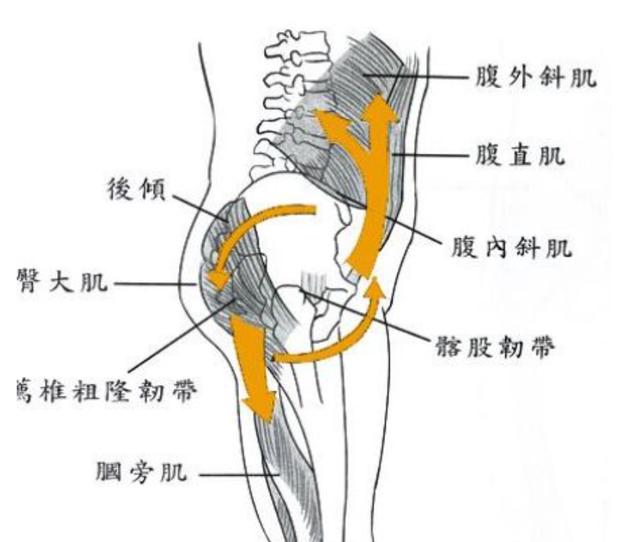 原创关于腰痛至关重要的部位骨盆不可忽视