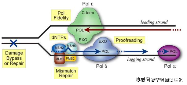 复制叉结构与复制的忠实性.semin cancer biol.