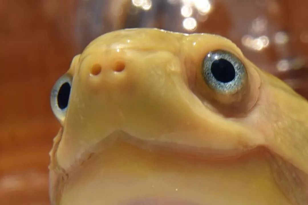 黄喉拟水龟标志性的笑脸被龟友们亲切地称为"笑脸喉"龟洵