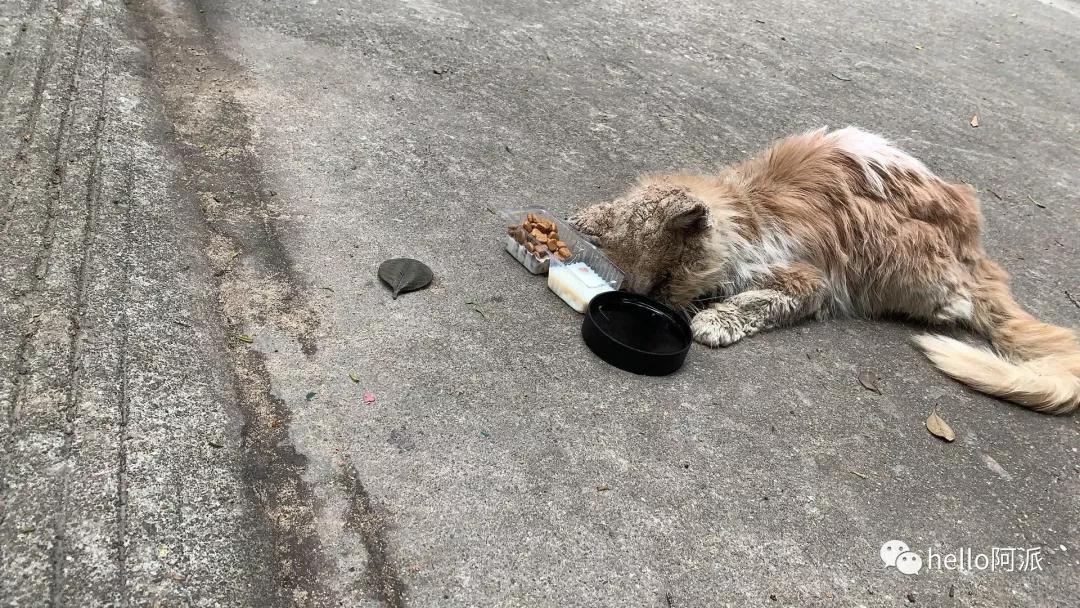 流浪犬猫救助!寒冬下的流浪儿