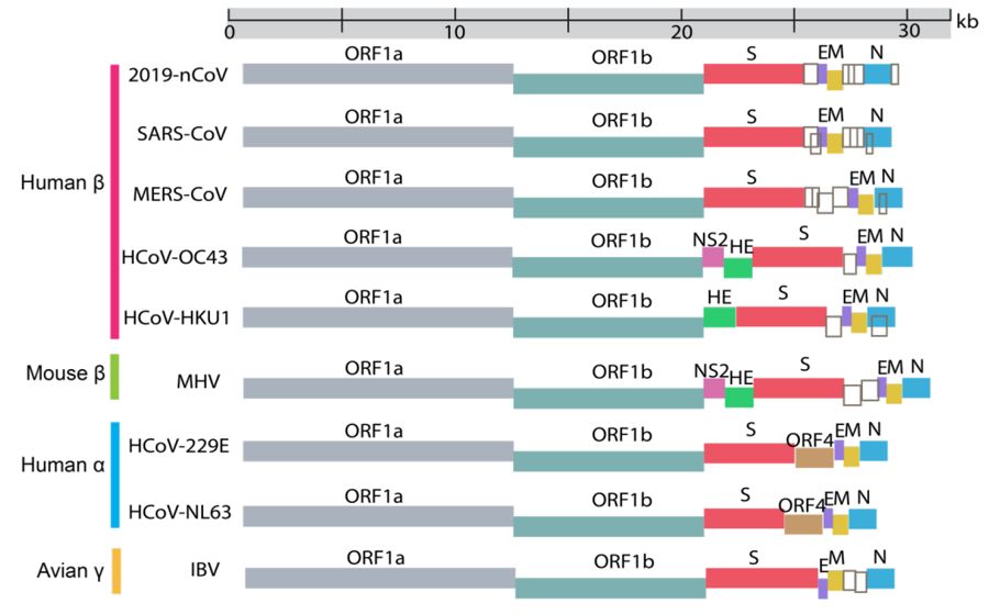 与我们人类的遗传物质双链 dna 不同,冠状病毒是一类单链 rna 病毒.