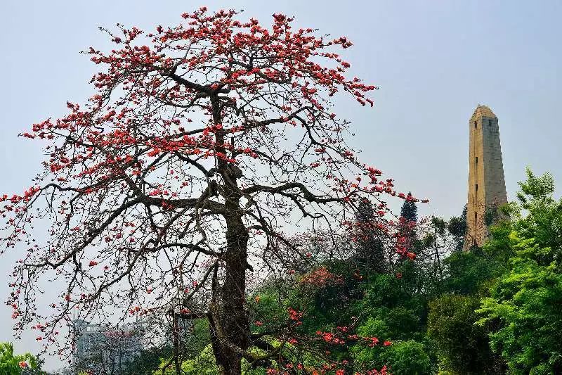 越秀公园木棉花图片