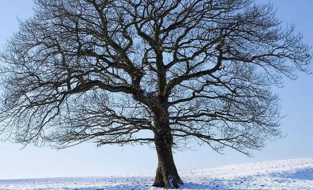 心理学你觉得哪一棵大树最挺拔测出你何时能结束单身生活
