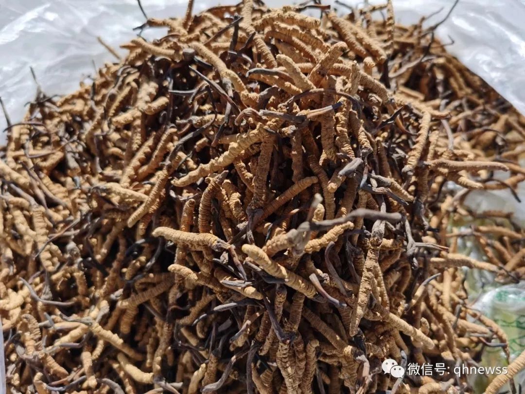 抚摸着4.14的伤痛,玉树人把虫草王都往江城送送