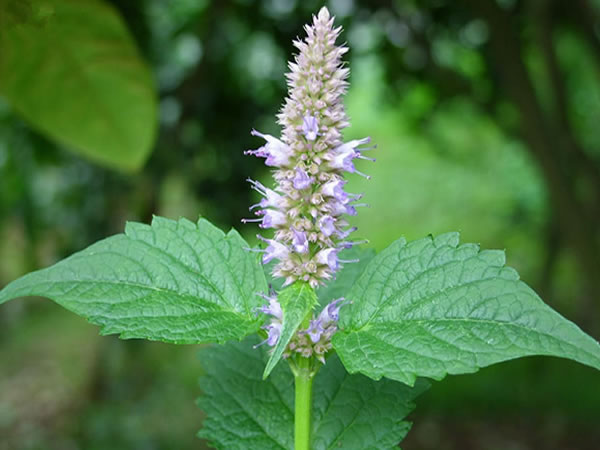 2020年4月24日运气生肖日子运气算命查询