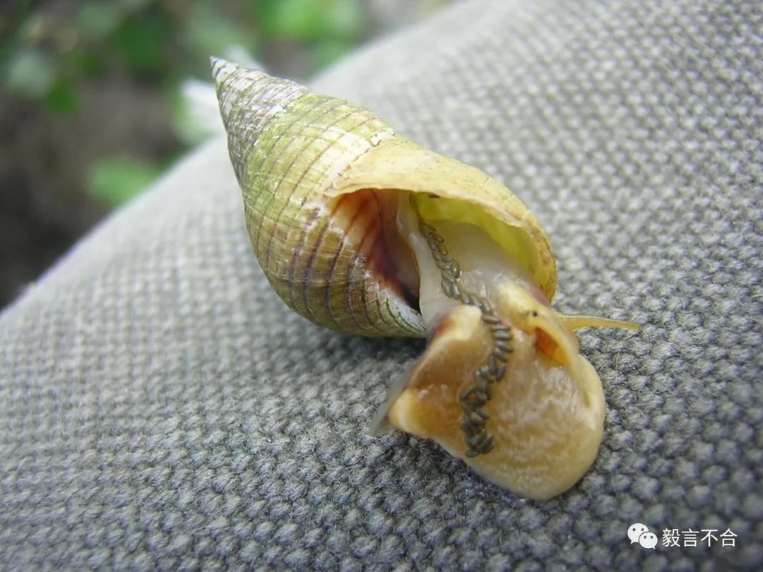 吃螺要去掉螺尾巴瞎说