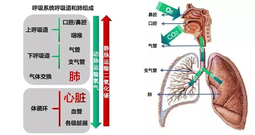人体呼吸全过程循环图图片