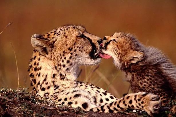 猫科舌头舔毛有多疼小豹子活生生被妈妈舔哭了