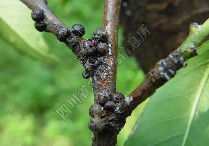 五谷丰蚧壳虫防治办法