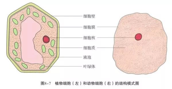 细胞基本结构组成图图片