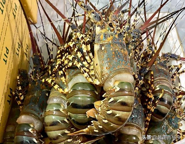 越南大龙虾因无法出口中国将面临滞销问题每公斤仅售价150元