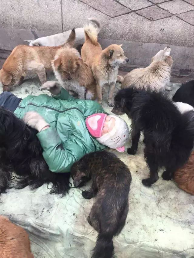 告急被困几百只流浪狗急需救助