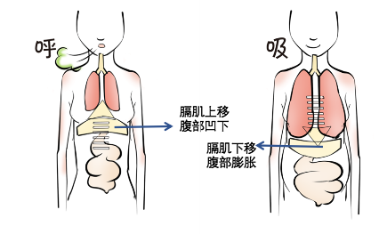 示意圖與胸式呼吸相比,腹式呼吸能夠同時鍛鍊到肺部,橫膈膜,肋間肌,讓