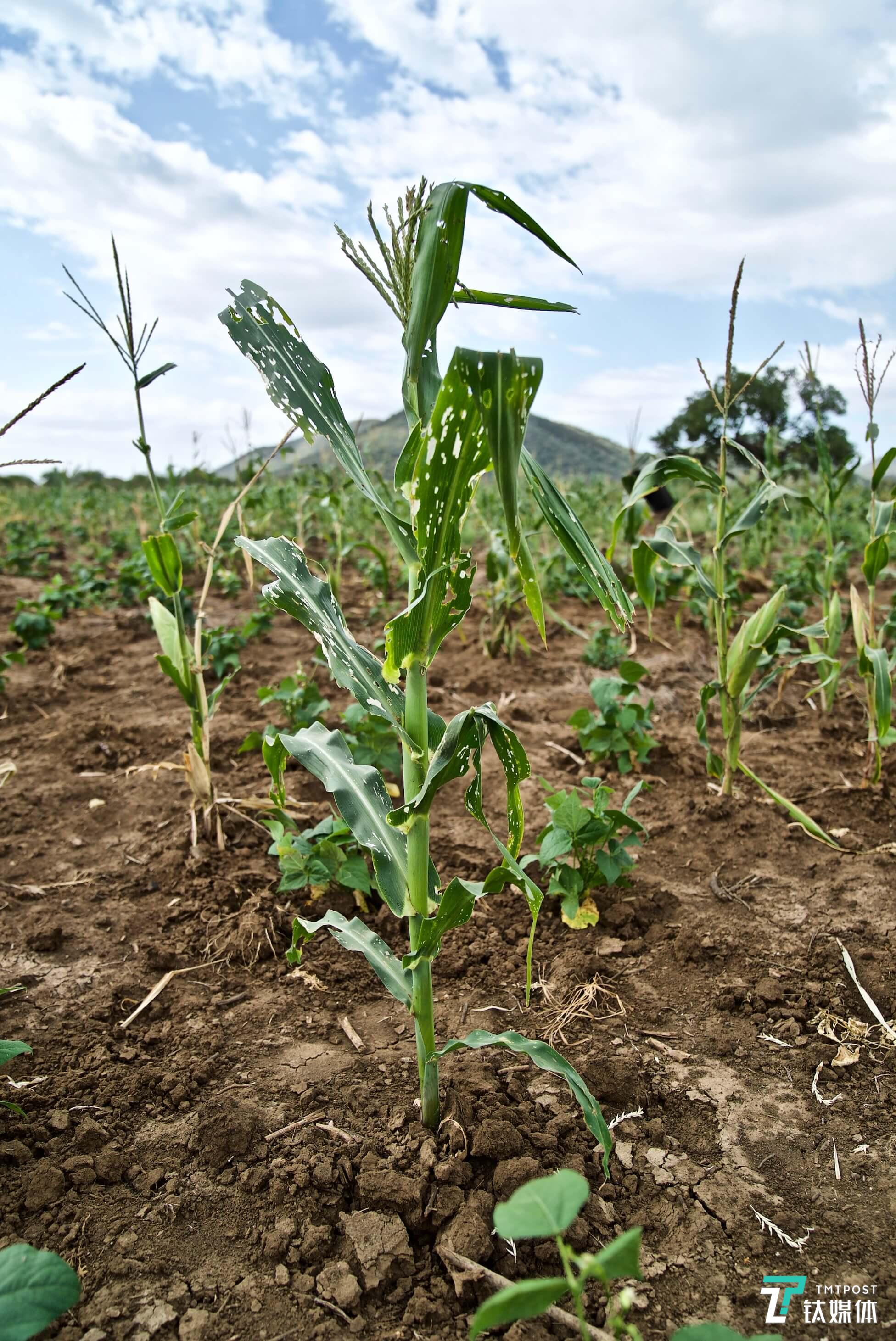 2020大蝗灾是怎样发生的钛媒体科普
