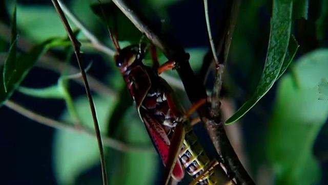 原创人类可以毁天灭地却不能让蝗虫灭绝是什么力量让蝗灾如此顽固