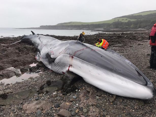 珠海长隆鲸鲨死亡图片