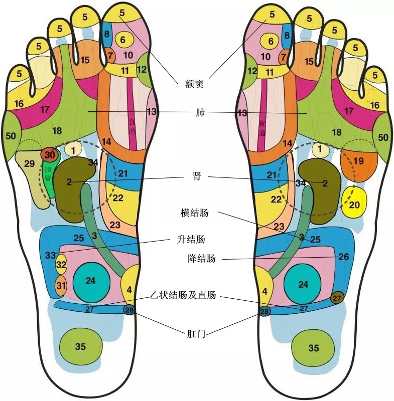 脚底对应肝脏位置图图片