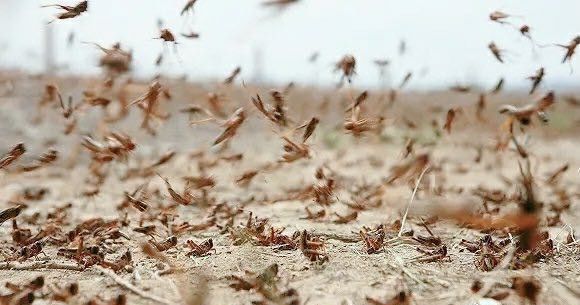 4000亿只东非蝗虫已进入亚洲,正逼近我国!会有威胁吗?