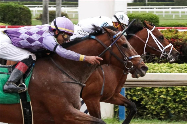 大陆赛马网:100万美元买的周岁马!