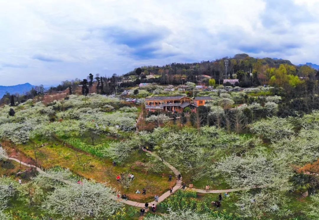 大邑雾中山连绵10公里的赏花沿线层层叠叠的李树铺满山头白雪般的李