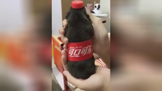 小狗秒变可口可乐这也太萌了