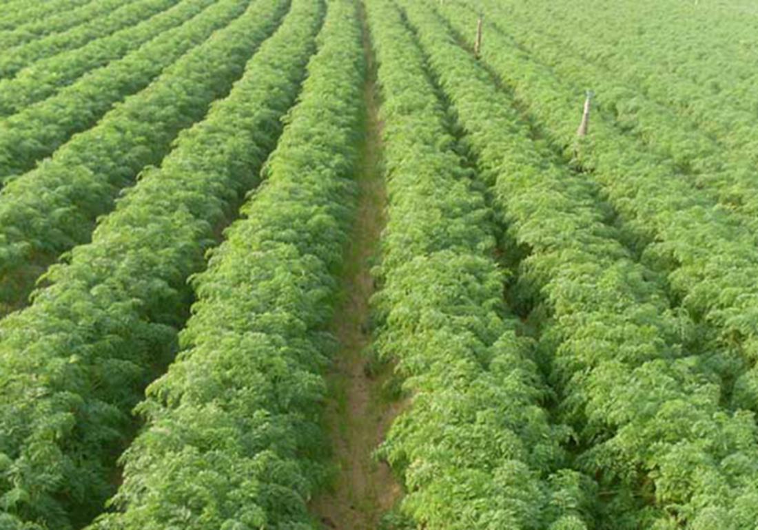 一,胡萝卜对土壤及环境的要求栽培胡萝卜需求关注土填要素,具体包含