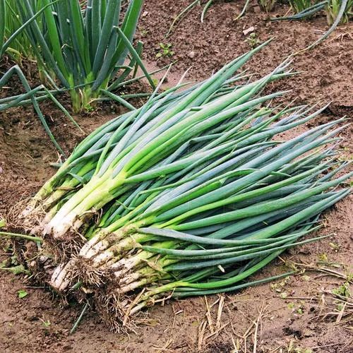 羊角葱由棵小的老从业齐留根,屯在温室池子里长成的,叶色金黄,茎白