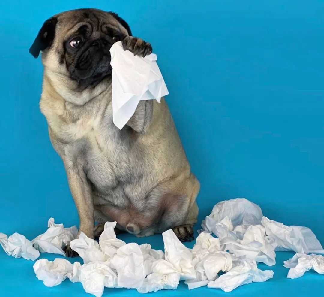 和这贱兮兮的主人我也不想和他共舞主人手术我的给办小护士擦汗狗主人