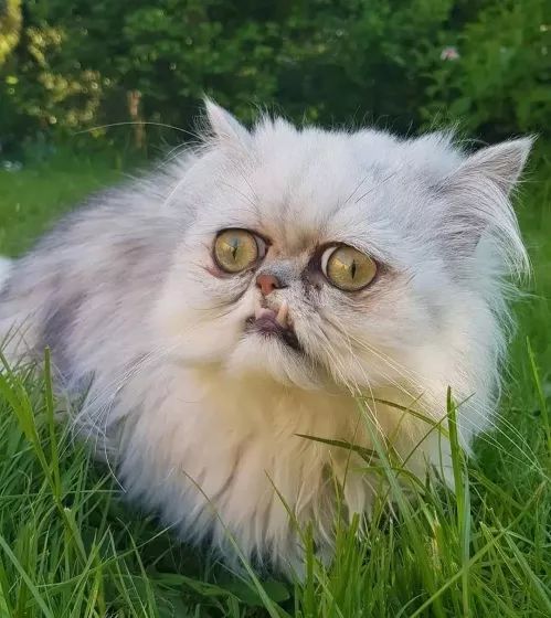 长得丑的猫都挺像人._眼睛