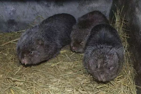 农村这几种特种养殖,价格年年涨,易养殖,投入少,见效快