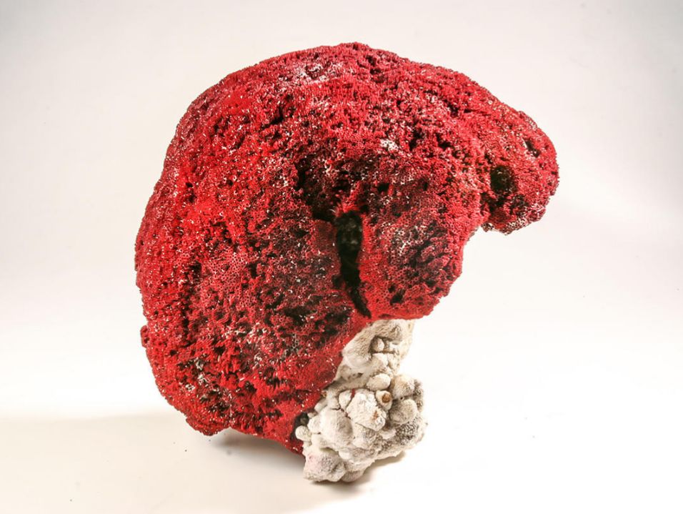 展览不打烊大连自然博物馆精品馆藏笙珊瑚