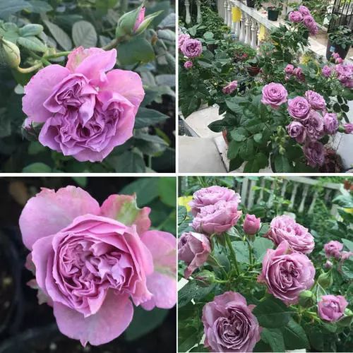 每日一花 | "拉米炫耀"月季:花开淡蓝紫色