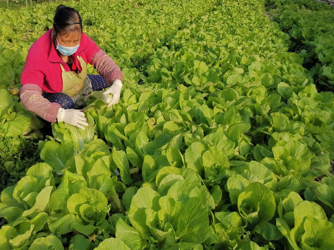 他们一同来到位于重庆市虎峰路的春芽蔬菜股份合作社蔬菜种植基地