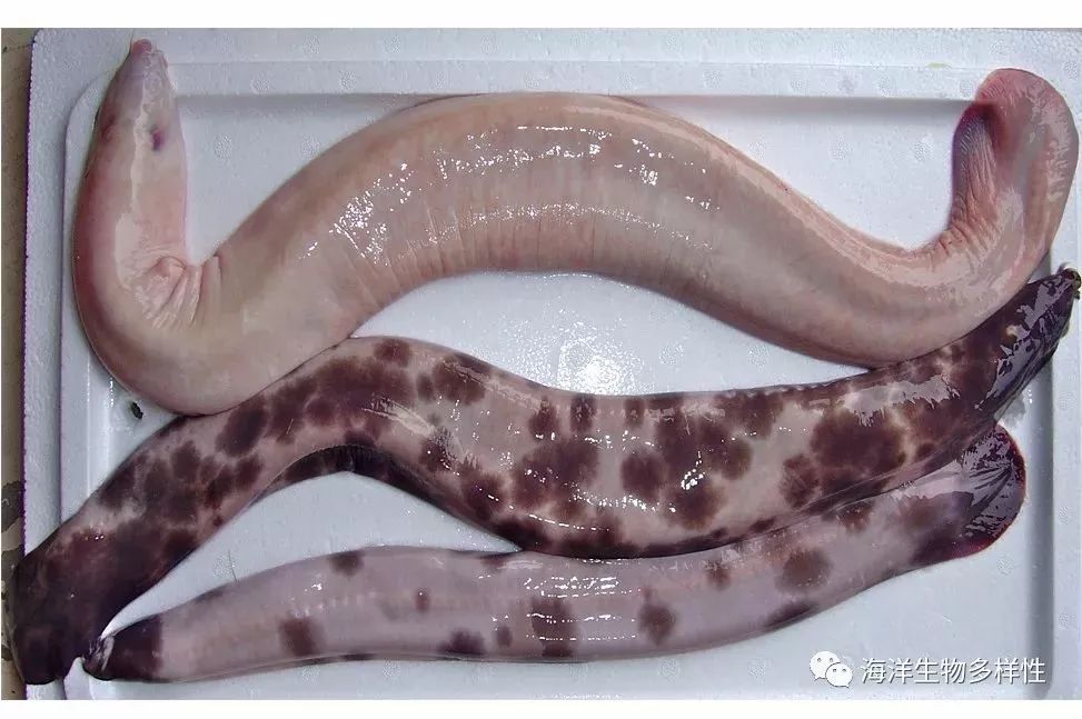 鳗鱼种类及区别图片图片