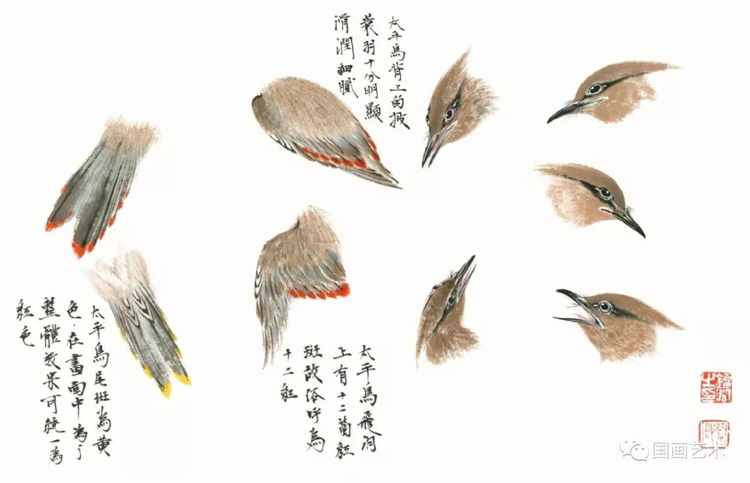 图文教程太平鸟画法步骤解析