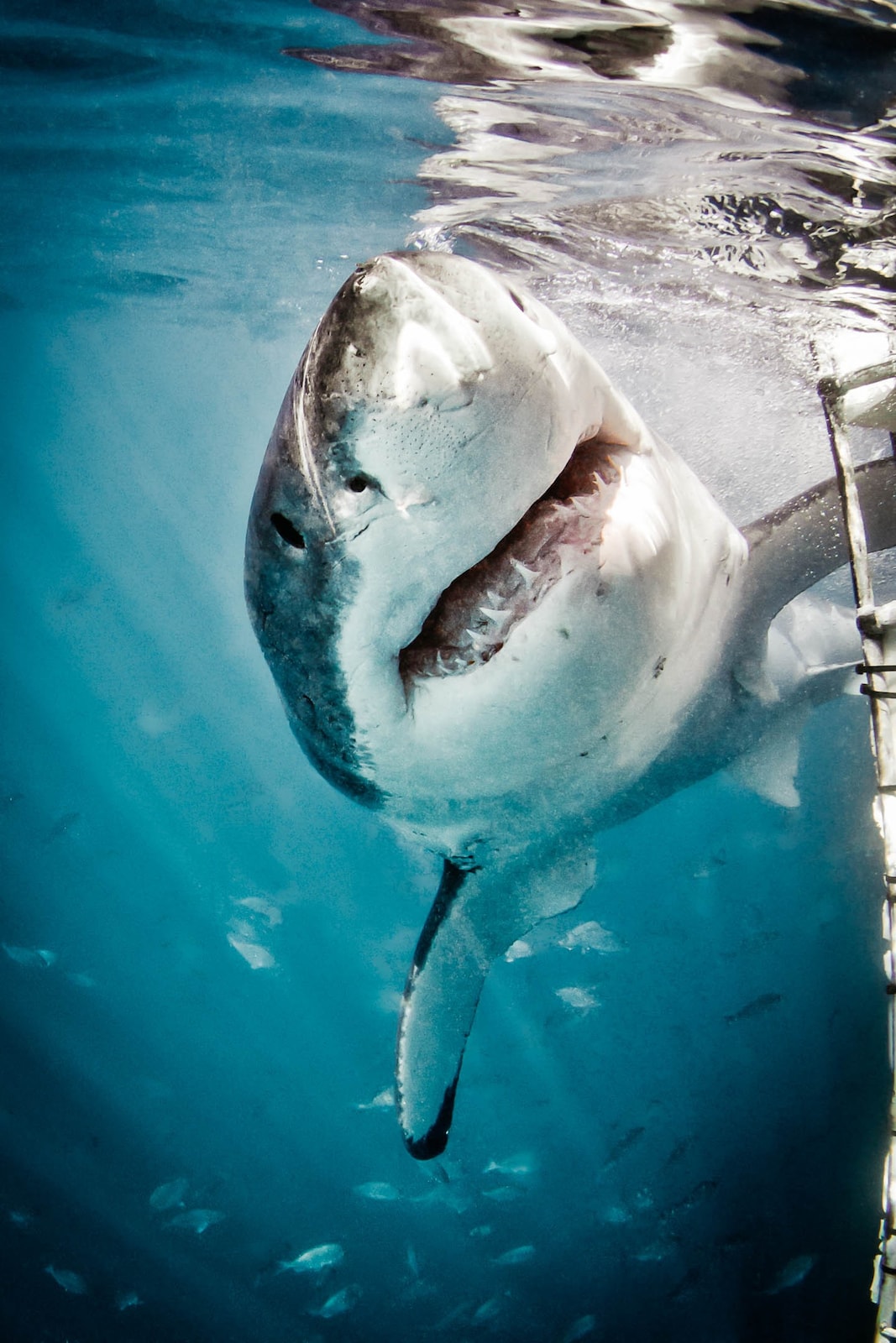 原创南非鲨鱼研究探险