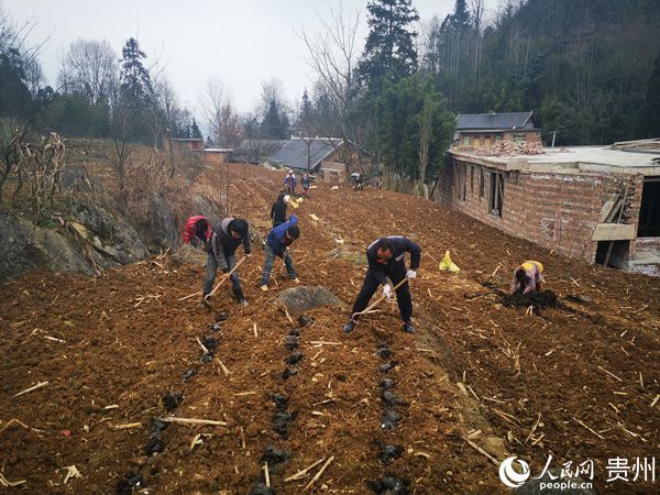 贵州电网扶贫干部走进田间地头保春耕