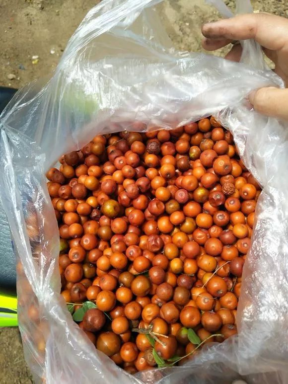 看我玩串儿我爹手痒做了一条酸枣核带劲儿