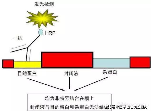 胶的影响挺大的.玻璃板洗干净一点!②预实验一定要做!