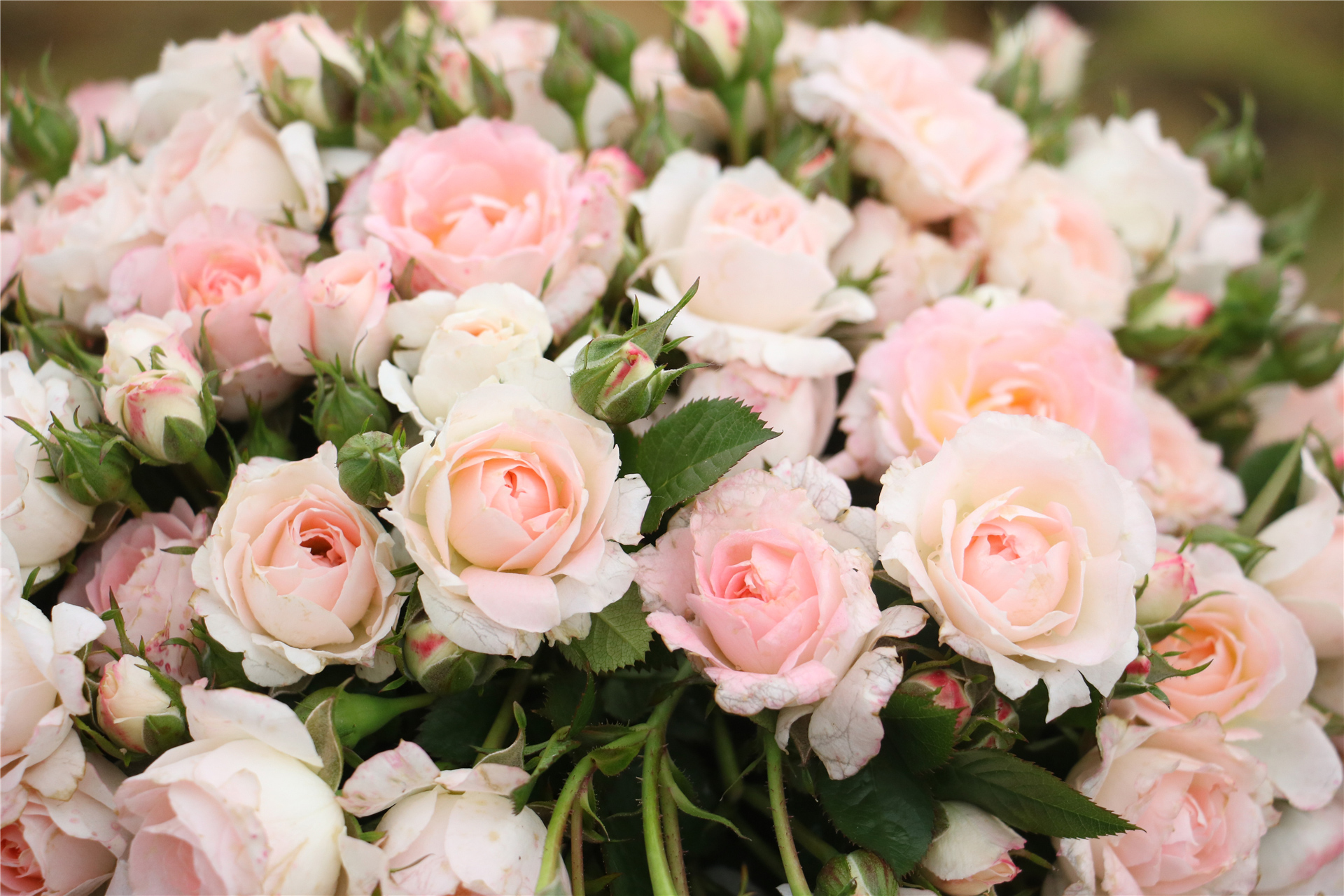 月季白桃妖精whitepeachovation