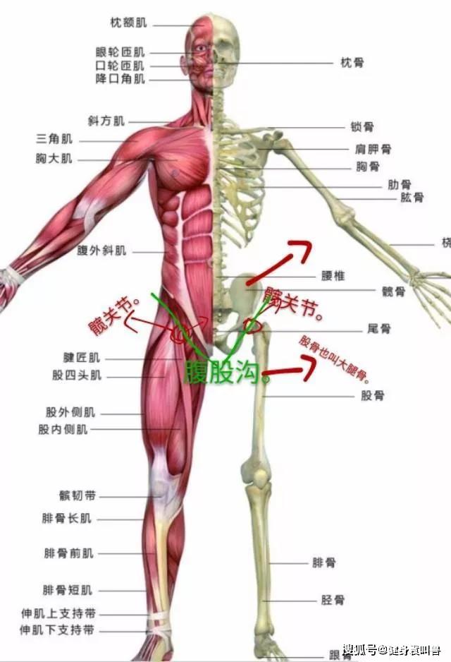 圖中畫綠線的區域是大腿根部和下腹部相連的地方,叫