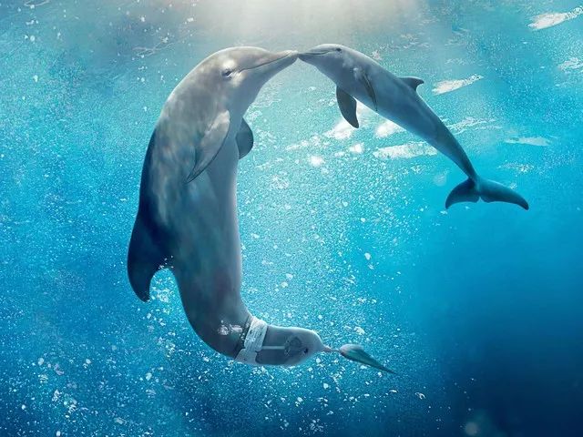 聆听三位海豚音精灵最美的歌声