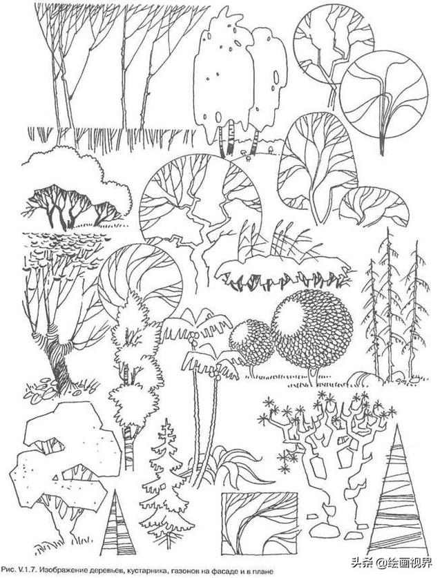 干货植物手绘很难画教你50种常见植物手绘线稿收藏起立临摹