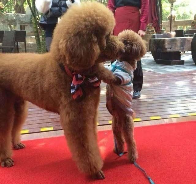 喜欢泰迪的你,你会选择巨型泰迪吗?