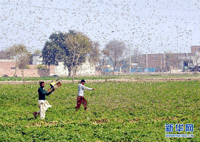 中国蝗灾防治技术世界领先近日将向巴基斯坦派工作组