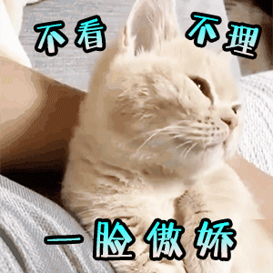 萌猫表情包gif动态图片
