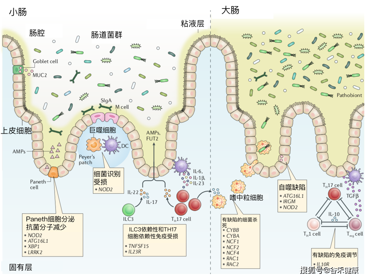 打包送上"炎症性肠病中宿主与微生物群的相互作用"_细胞