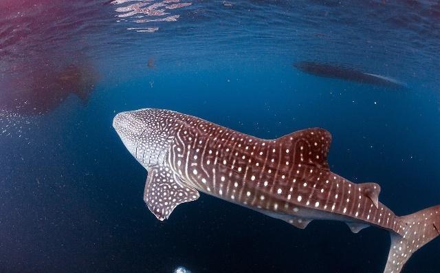 真爱一只鲸鲨为寻找配偶远航19万公里跨越整个太平洋