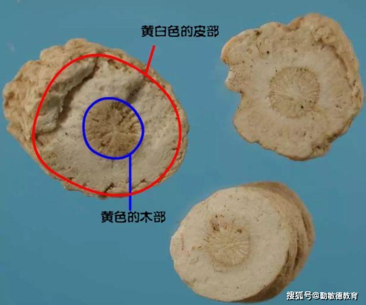 每天最少学一味中药-板蓝根(抗击病毒)_龙王