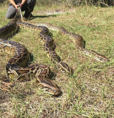 緬甸巨蟒在美國成災一次產卵83個捕蛇人捕獲一條2000元